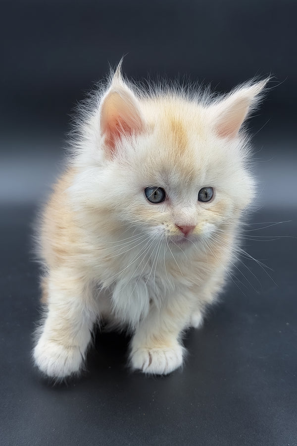 Marun | Maine Coon Kitten