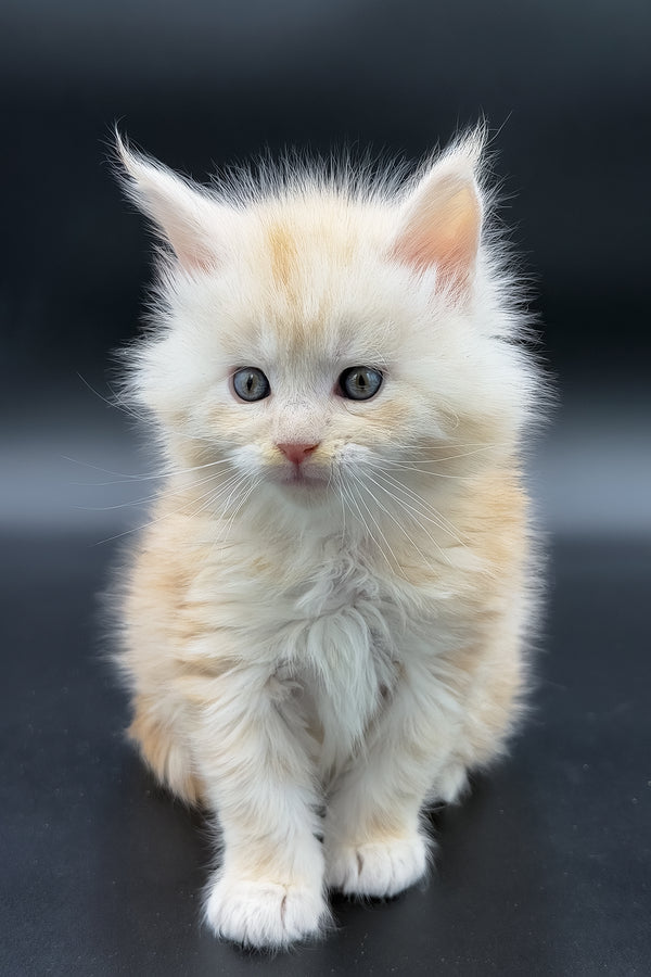 Marun | Maine Coon Kitten