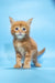 Masay | Maine Coon Kitten