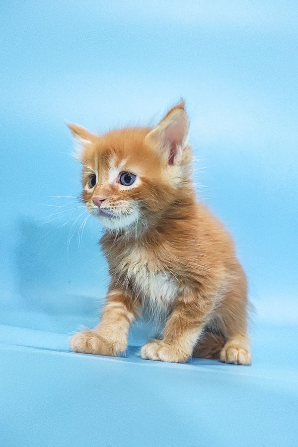 Masay | Maine Coon Kitten