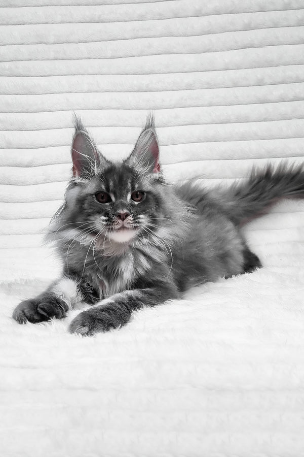 Masha | Maine Coon Kitten