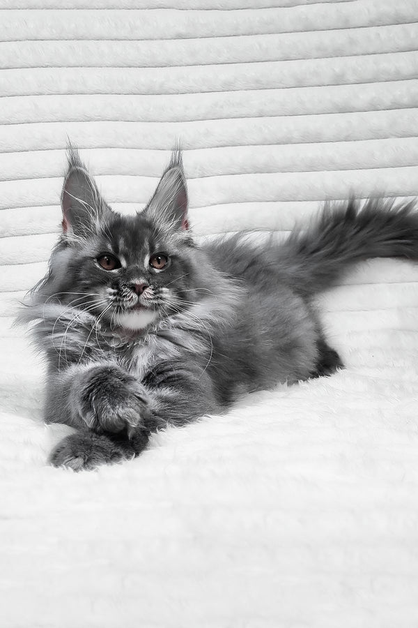Masha | Maine Coon Kitten
