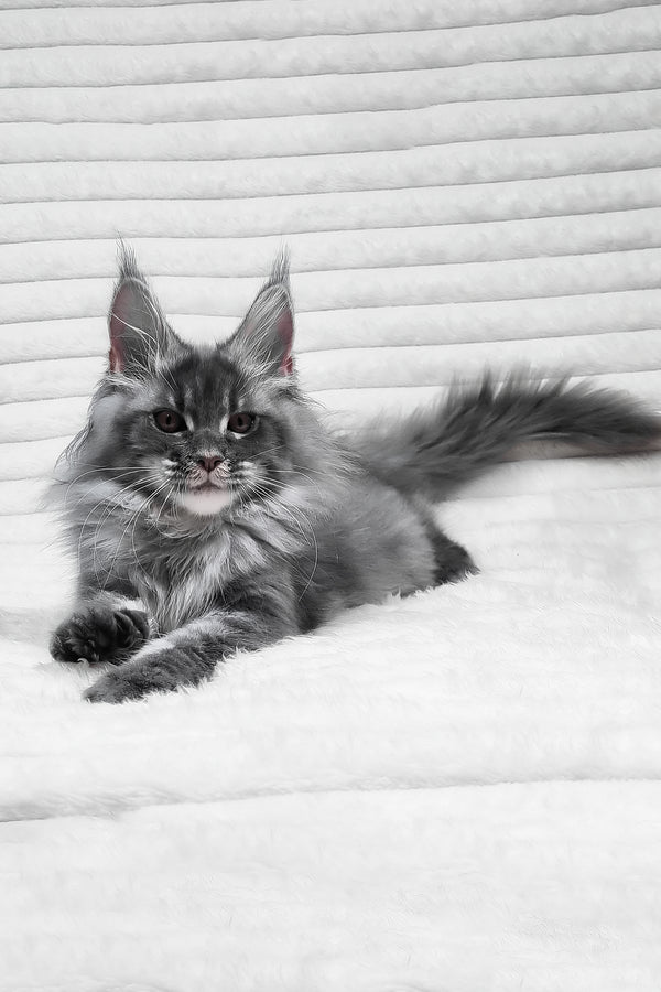 Masha | Maine Coon Kitten