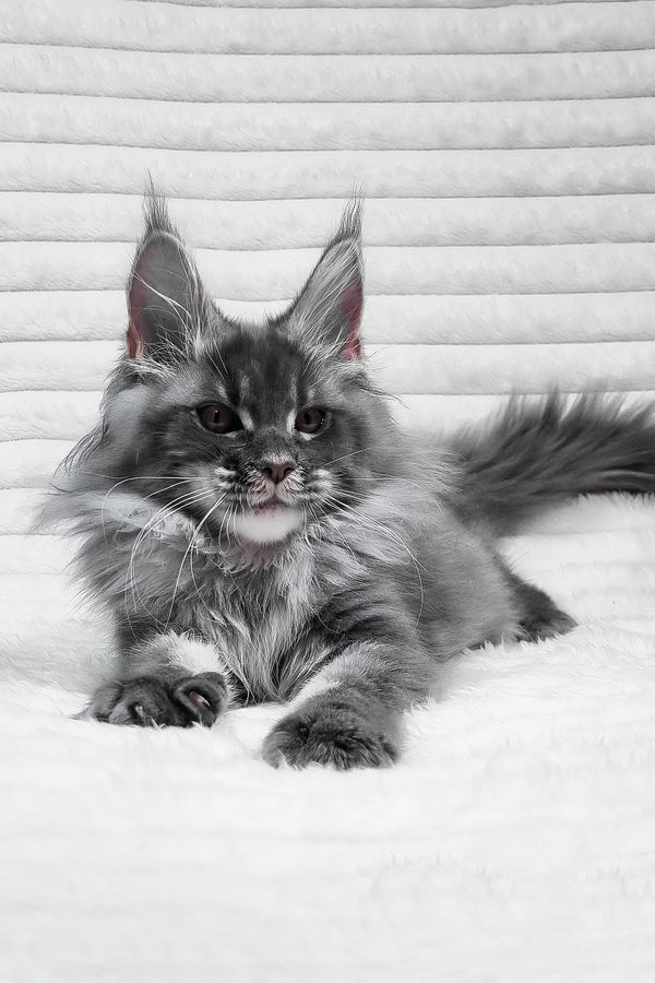 Masha | Maine Coon Kitten