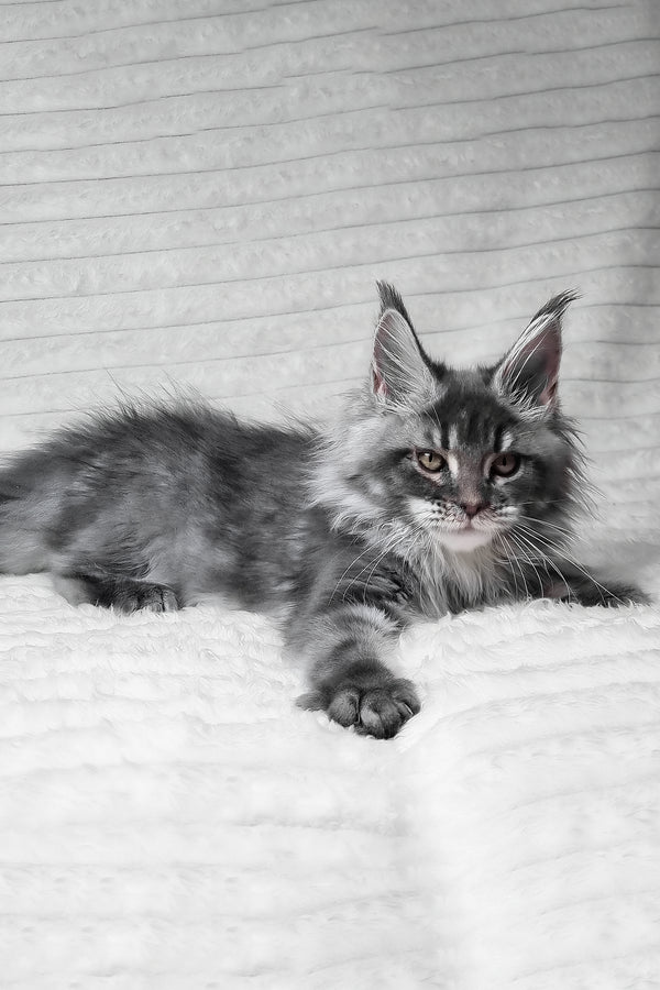 Masha | Maine Coon Kitten