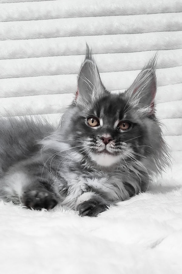 Masha | Maine Coon Kitten