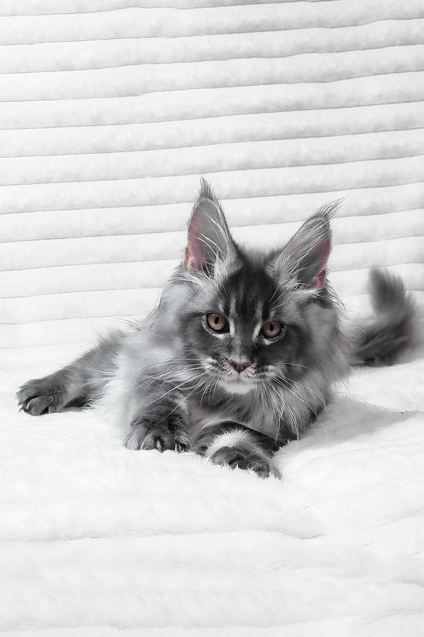 Masha | Maine Coon Kitten