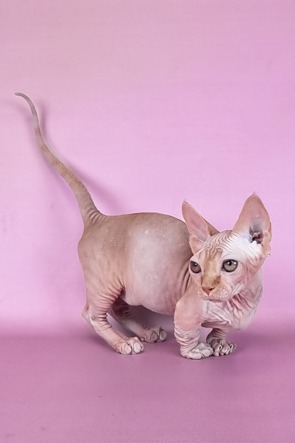 Mathilda | Bambino Sphynx Kitten