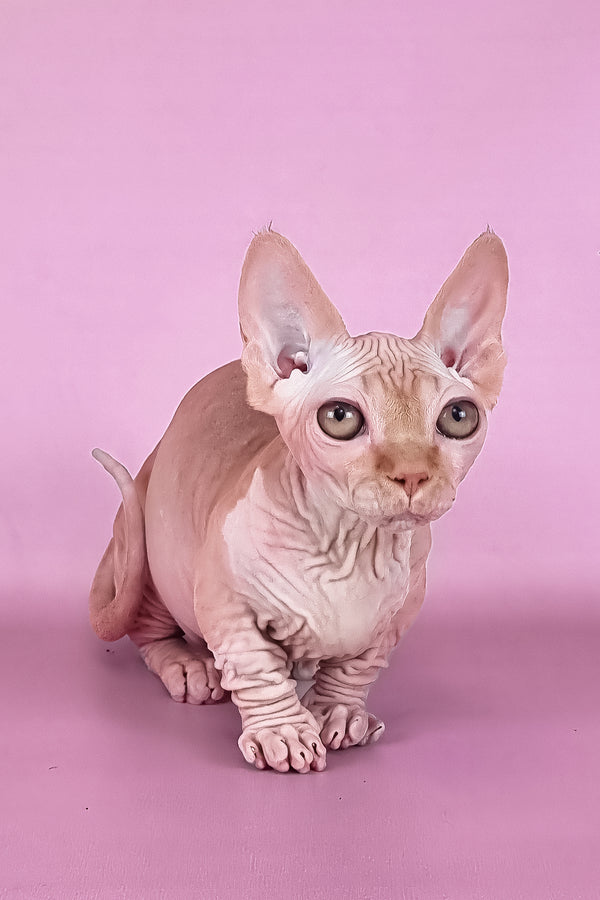 Mathilda | Bambino Sphynx Kitten