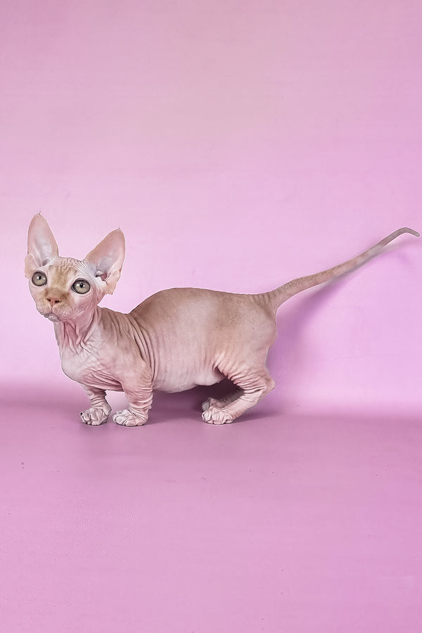 Mathilda | Bambino Sphynx Kitten
