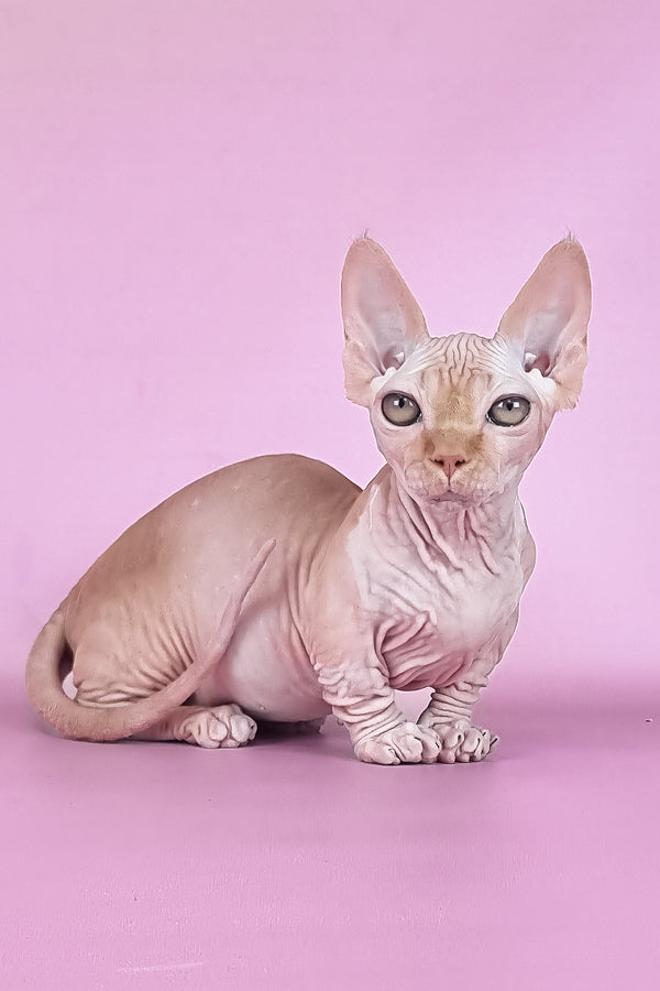 Mathilda | Bambino Sphynx Kitten