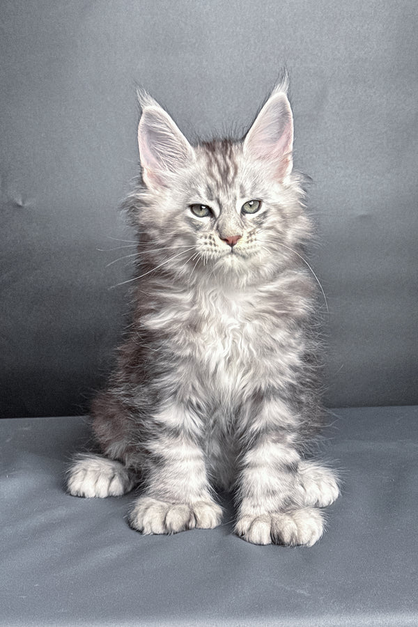 Maximus | Polydactyl Maine Coon Kitten