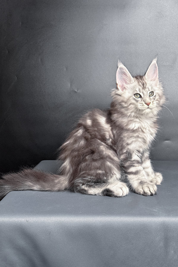 Maximus | Polydactyl Maine Coon Kitten