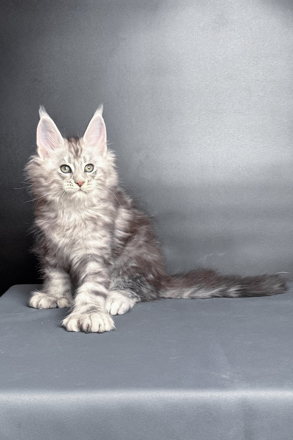 Maximus | Polydactyl Maine Coon Kitten