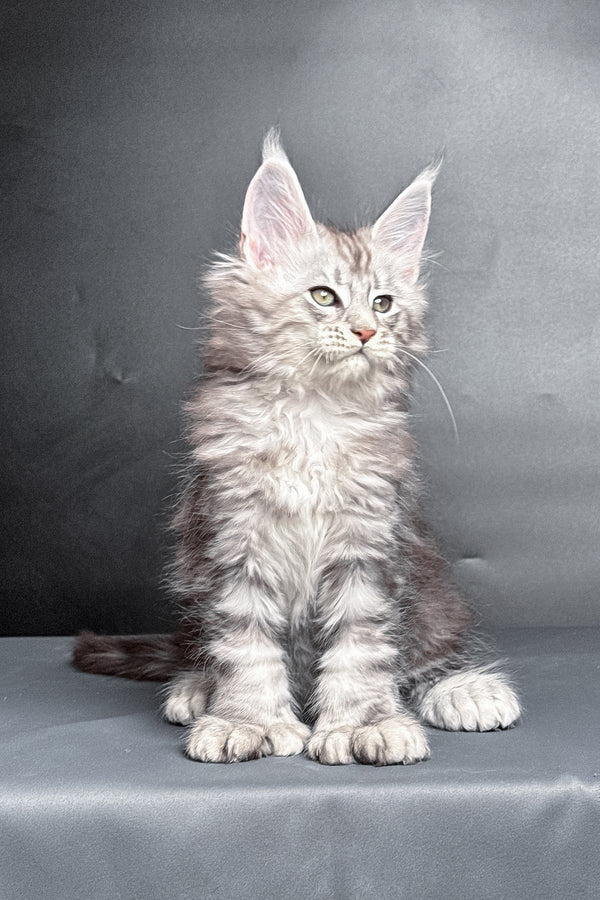 Maximus | Polydactyl Maine Coon Kitten
