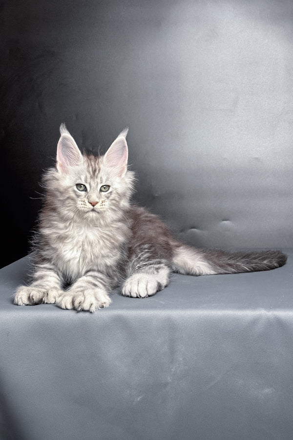 Maximus | Polydactyl Maine Coon Kitten