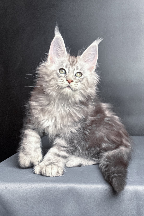 Maximus | Polydactyl Maine Coon Kitten