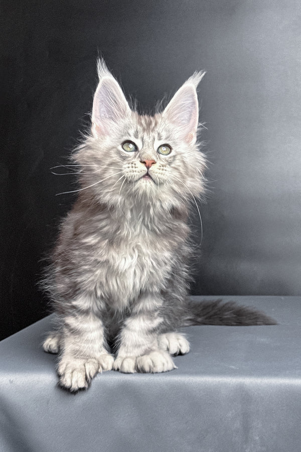 Maximus | Polydactyl Maine Coon Kitten