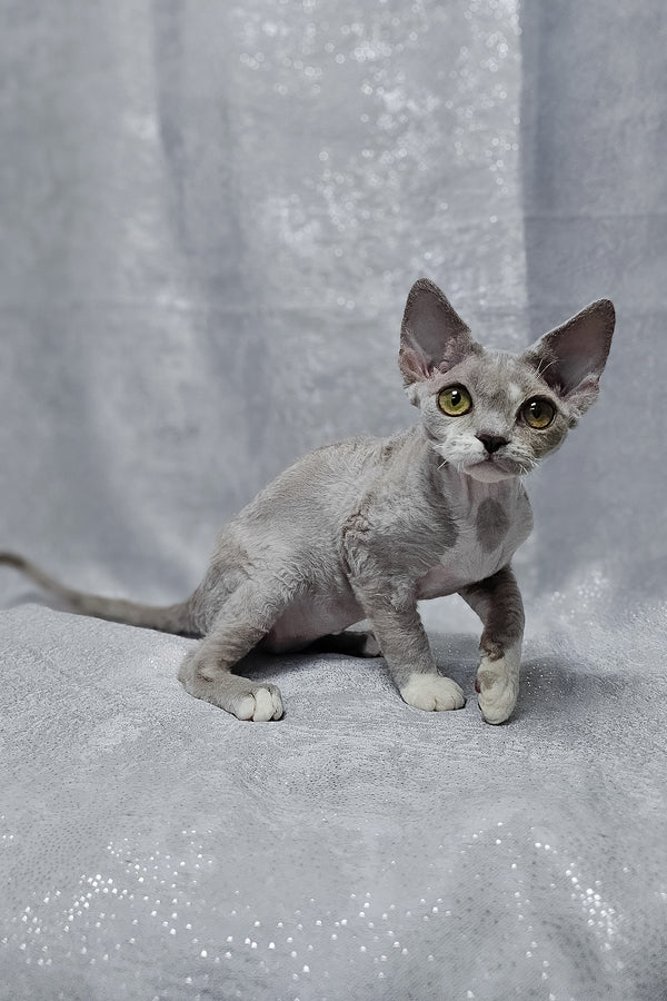 Stella | Devon Rex Kitten