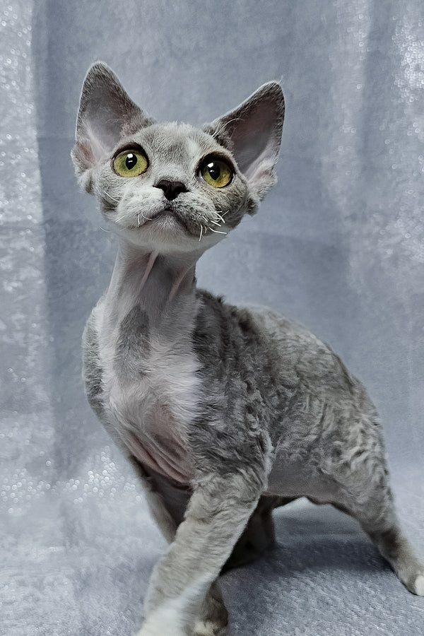 Stella | Devon Rex Kitten