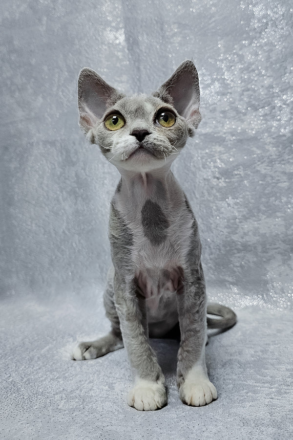 Stella | Devon Rex Kitten