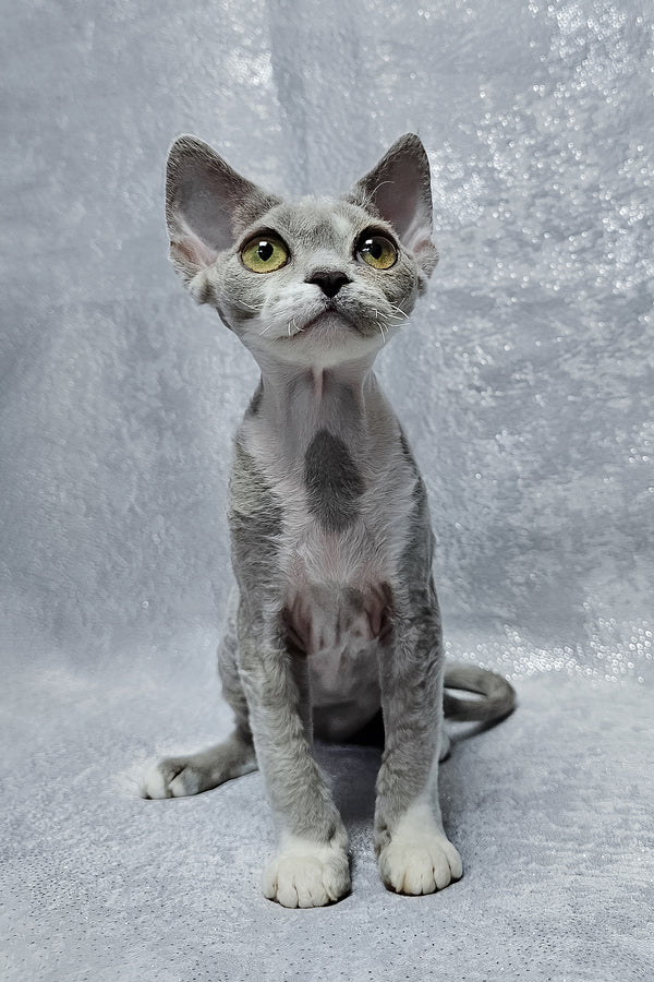 Stella | Devon Rex Kitten
