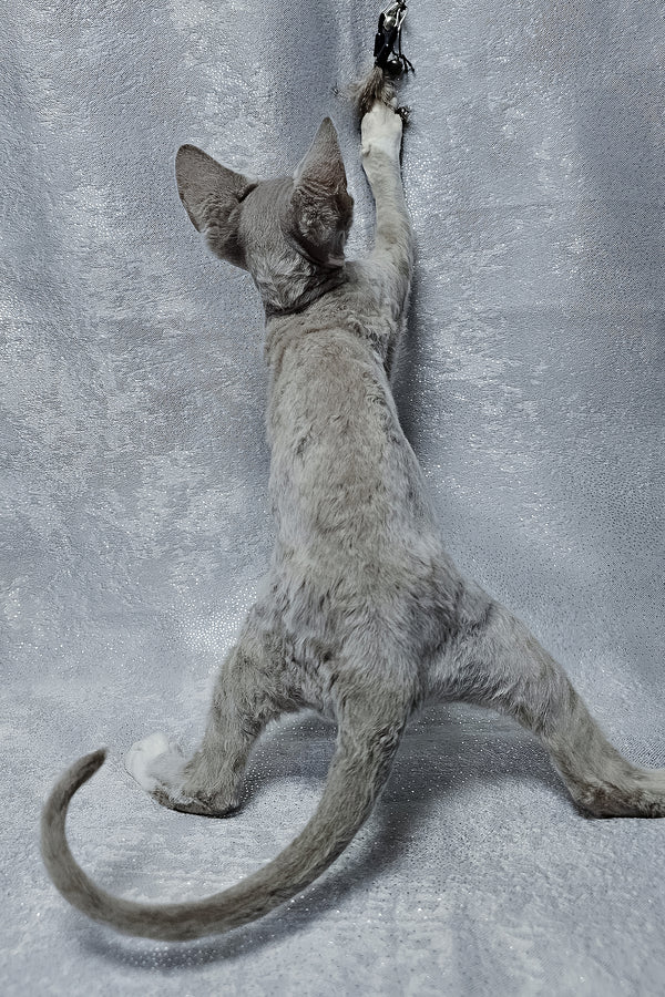 Stella | Devon Rex Kitten