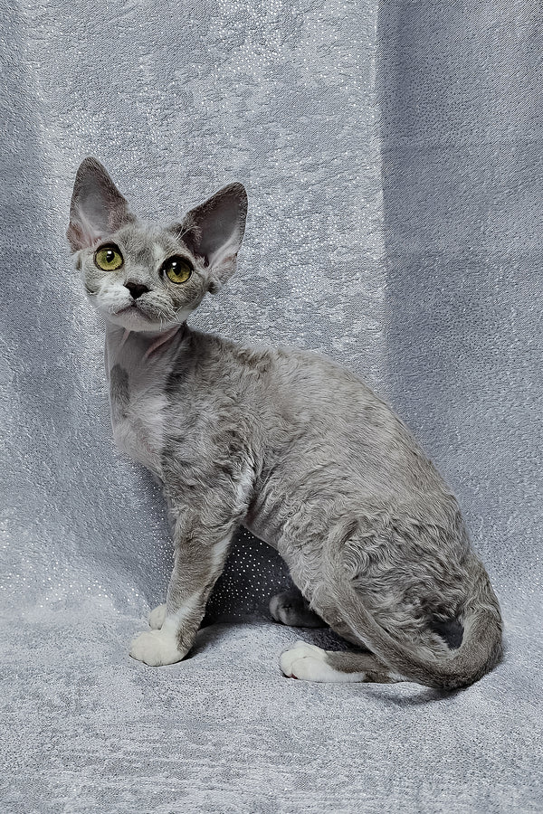 Stella | Devon Rex Kitten
