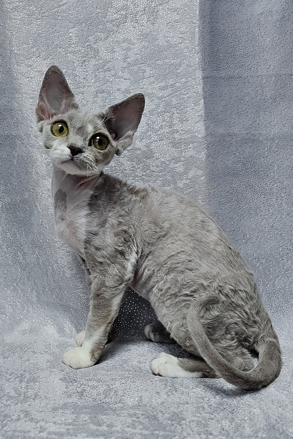 Stella | Devon Rex Kitten