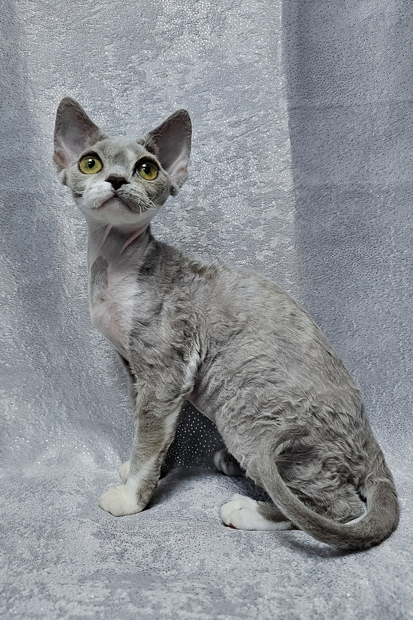 Stella | Devon Rex Kitten