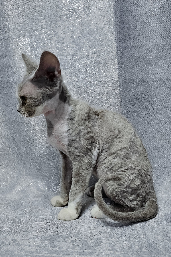 Stella | Devon Rex Kitten