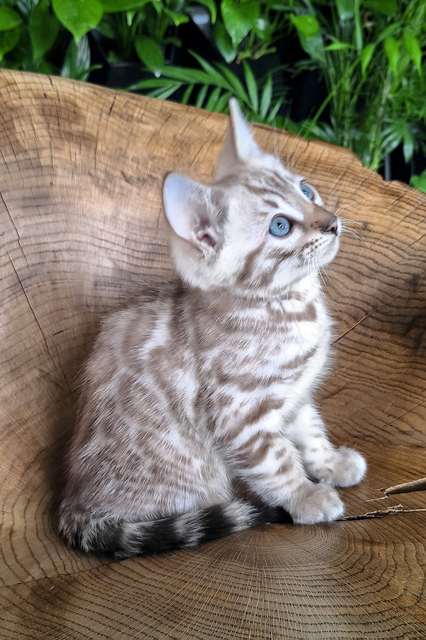 Maybach | Bengal Kitten