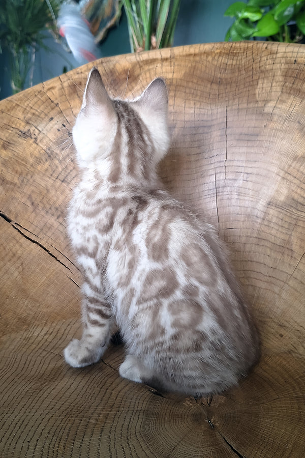 Maybach | Bengal Kitten