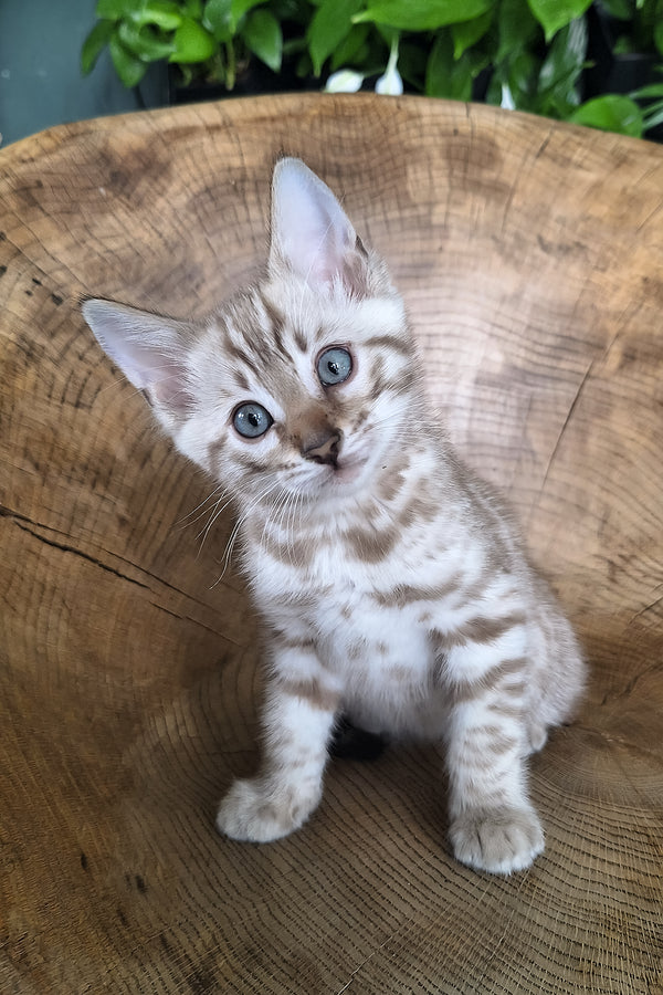 Maybach | Bengal Kitten