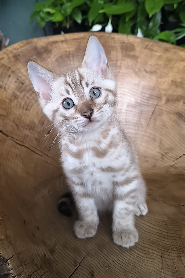 Maybach | Bengal Kitten