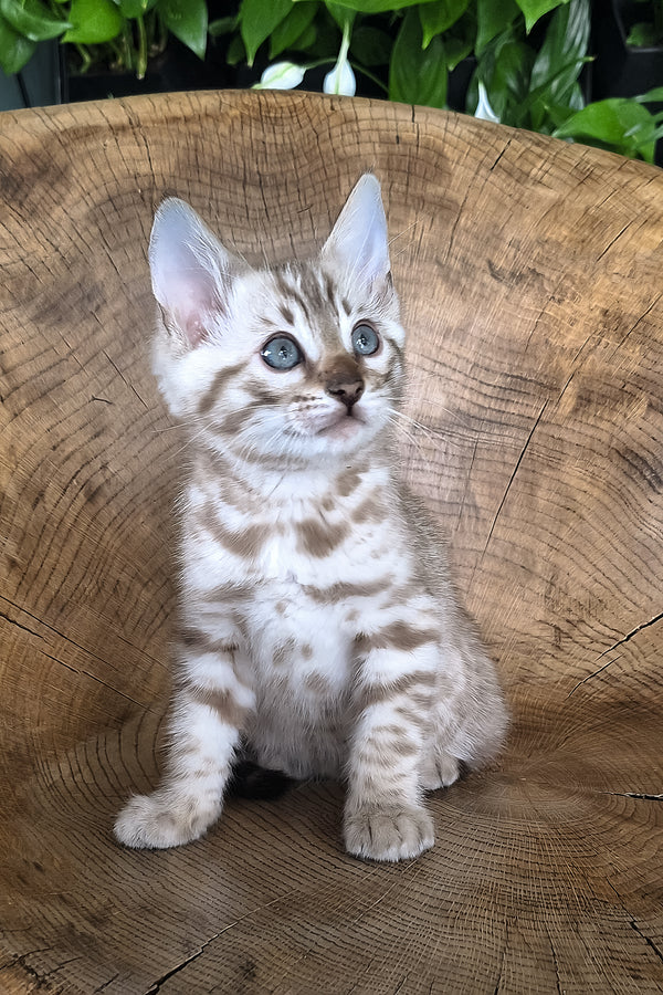 Maybach | Bengal Kitten