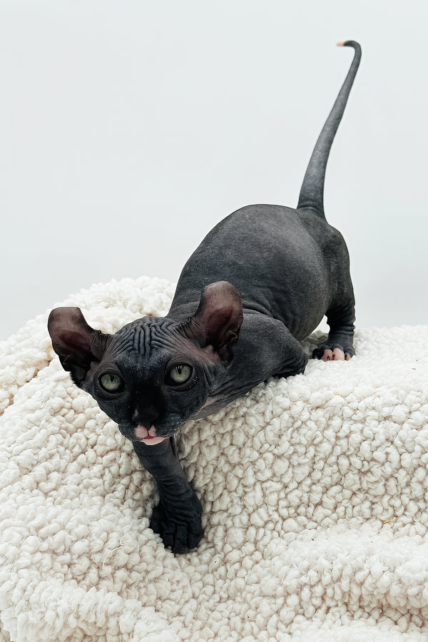 McJagger | Dwelf Sphynx Kitten