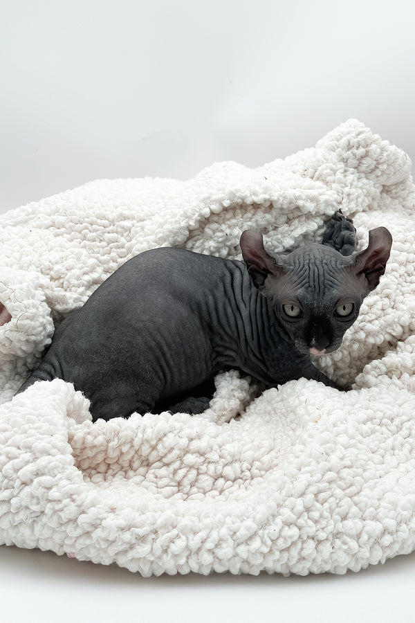 McJagger | Dwelf Sphynx Kitten