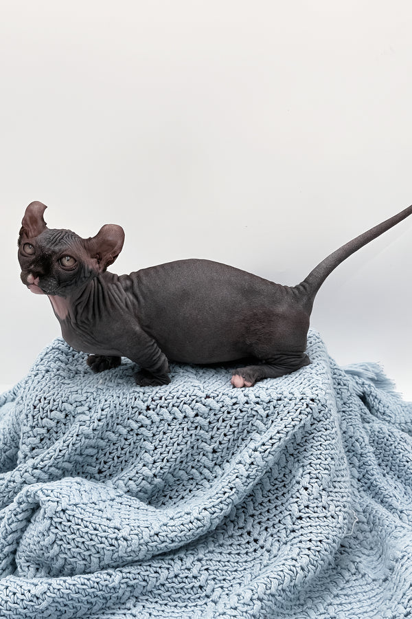 McJagger | Dwelf Sphynx Kitten