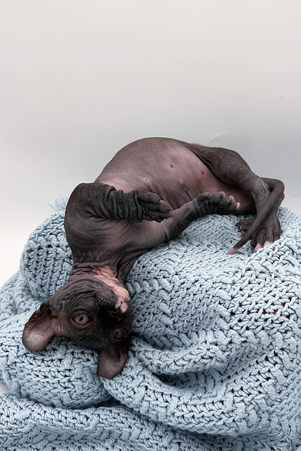McJagger | Dwelf Sphynx Kitten