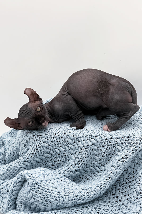 McJagger | Dwelf Sphynx Kitten