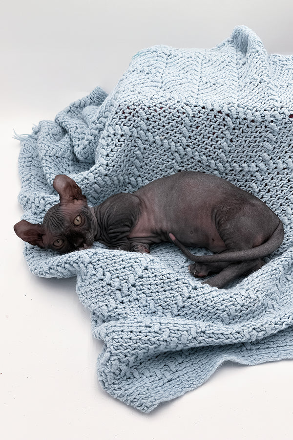 McJagger | Dwelf Sphynx Kitten