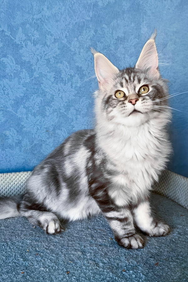 Melani | Maine Coon Kitten