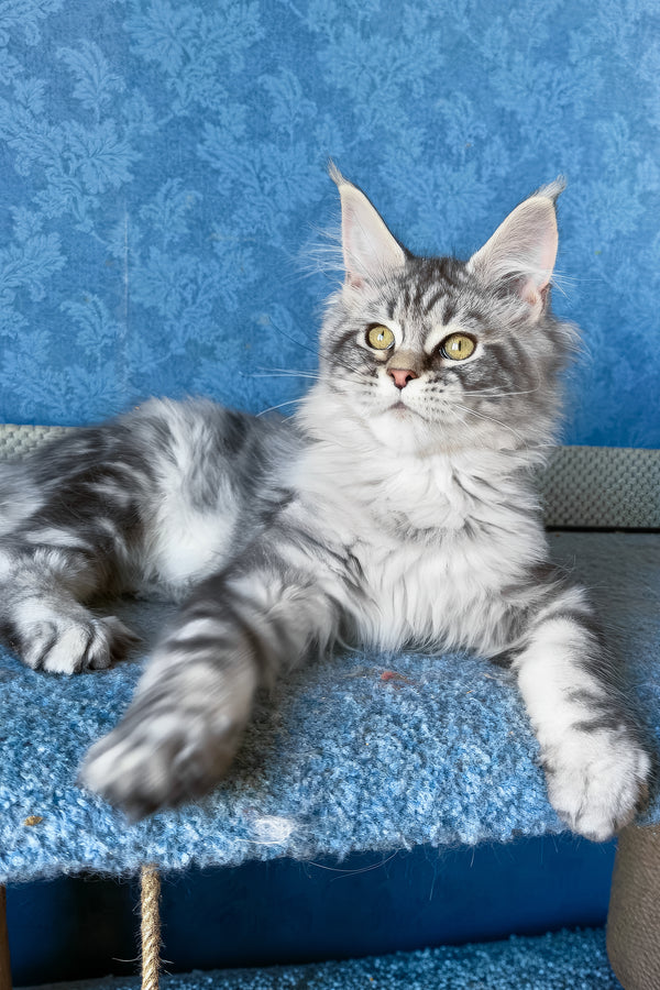 Melani | Maine Coon Kitten