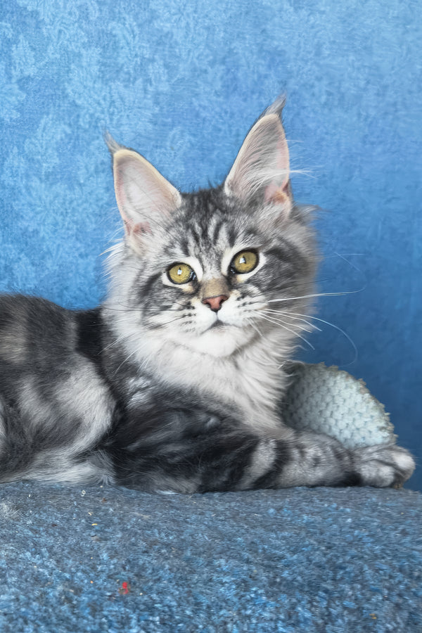 Melani | Maine Coon Kitten
