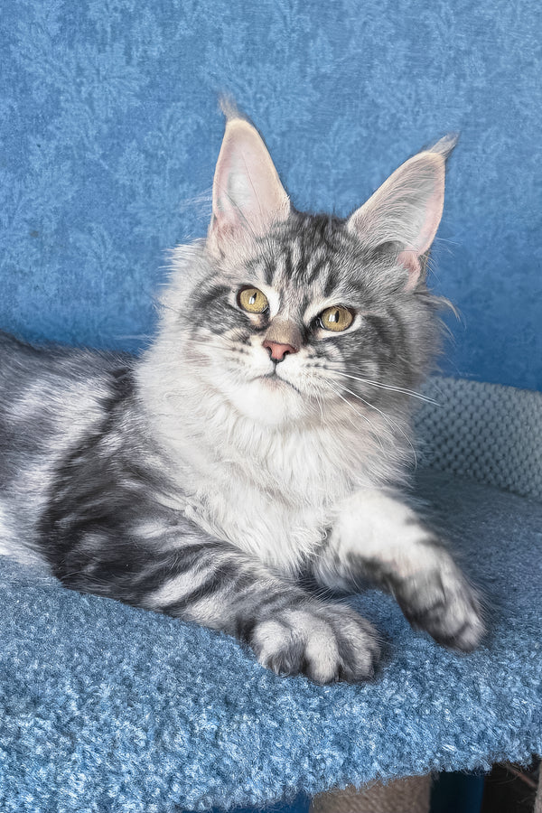 Melani | Maine Coon Kitten