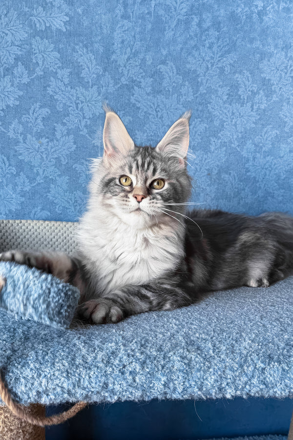 Melani | Maine Coon Kitten