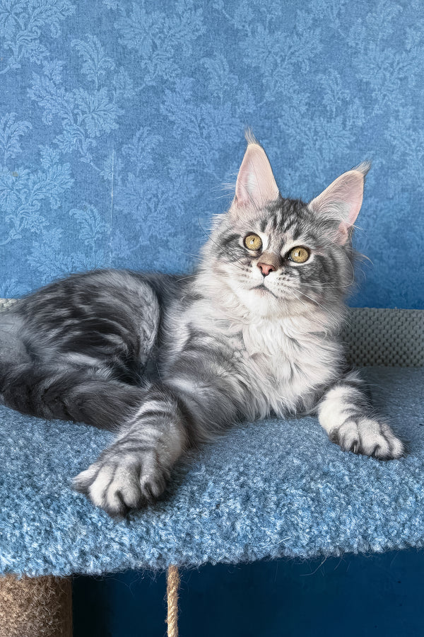 Melani | Maine Coon Kitten