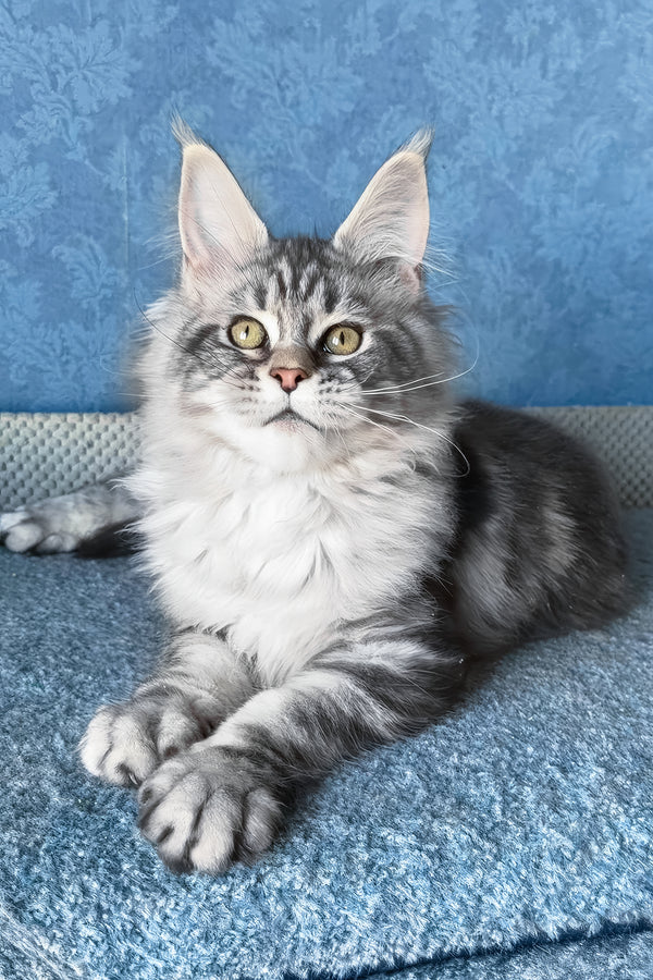 Melani | Maine Coon Kitten