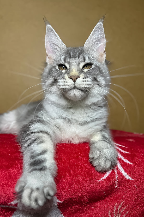 Mellisa | Maine Coon Kitten